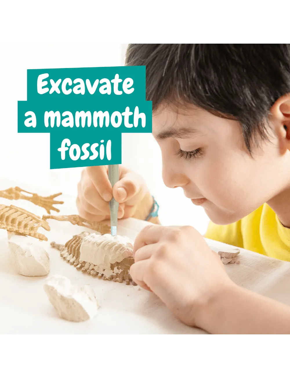 Excavation Fossil - Mammut