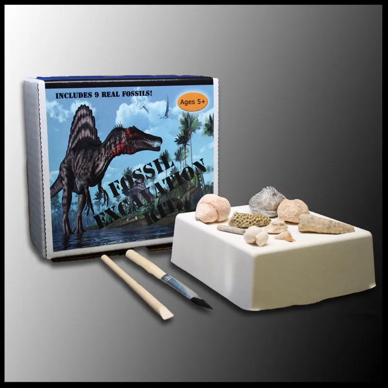 Fossil Excavation Kit, Case of 12