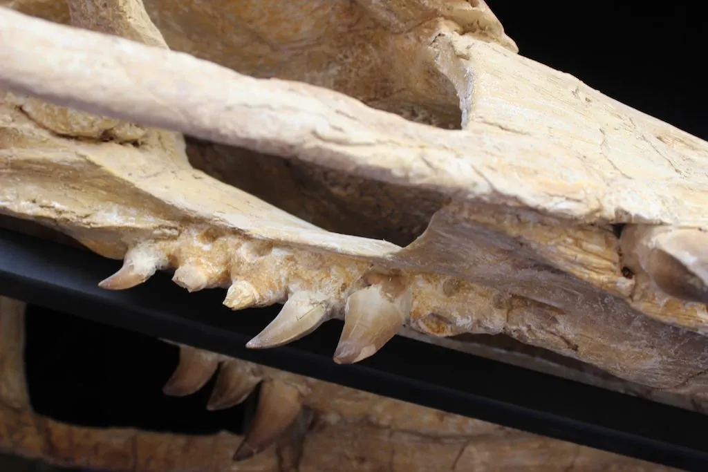 Mosasaur Skull, Oulad Abdoun Basin, Morocco