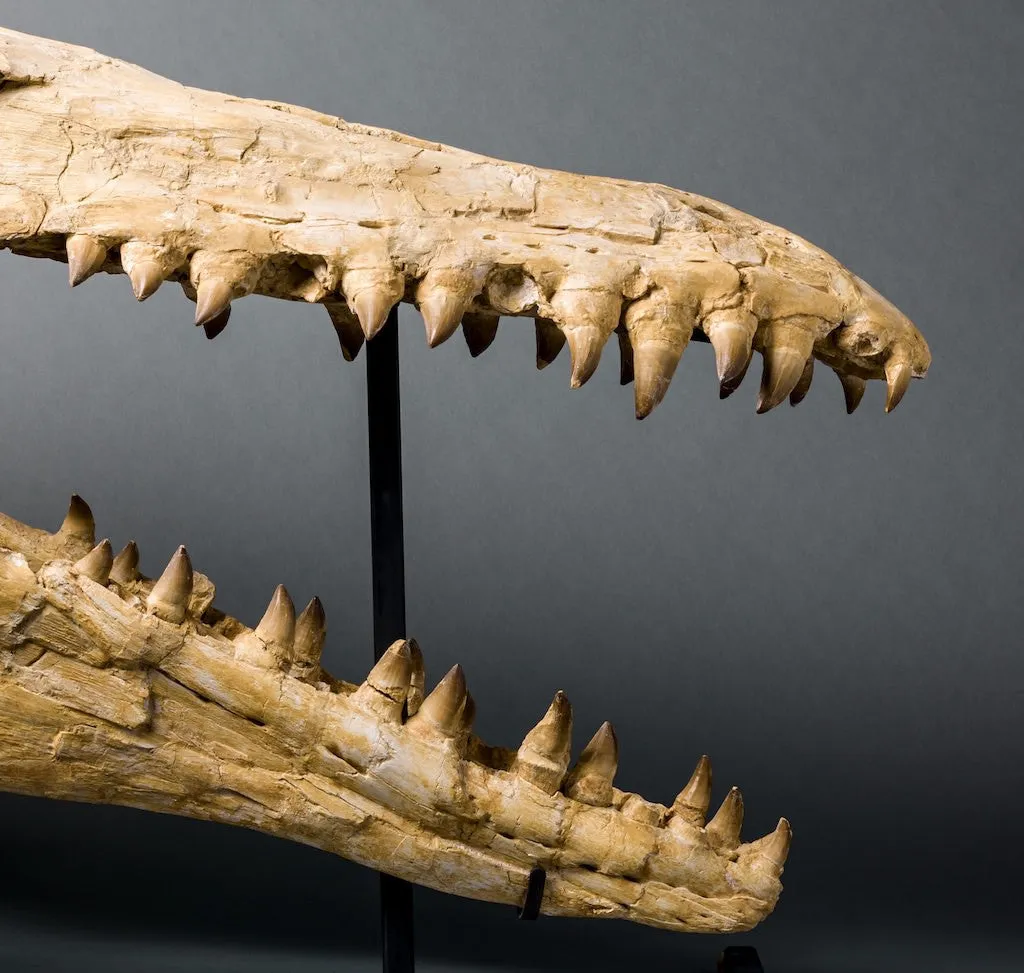 Mosasaur Skull, Oulad Abdoun Basin, Morocco