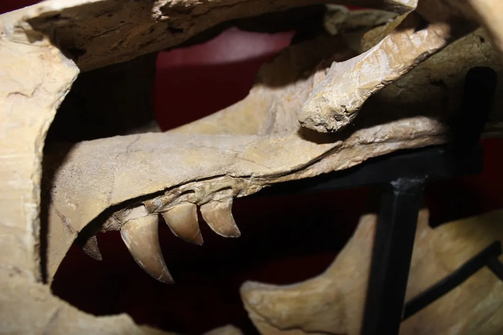 Mosasaur Skull, Oulad Abdoun Basin, Morocco