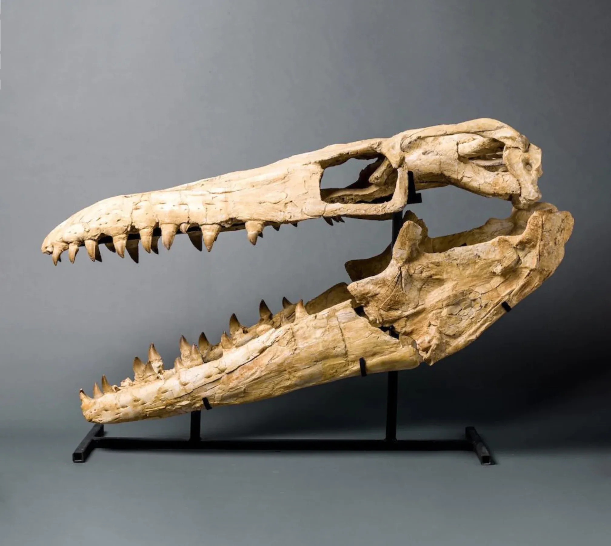 Mosasaur Skull, Oulad Abdoun Basin, Morocco