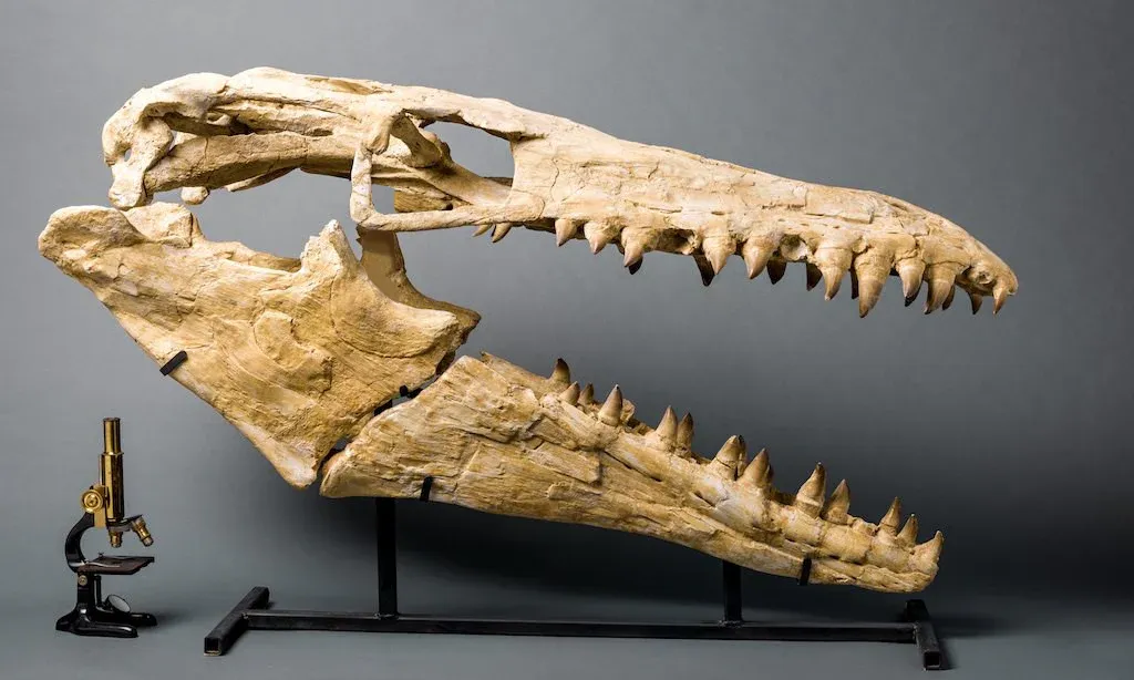 Mosasaur Skull, Oulad Abdoun Basin, Morocco