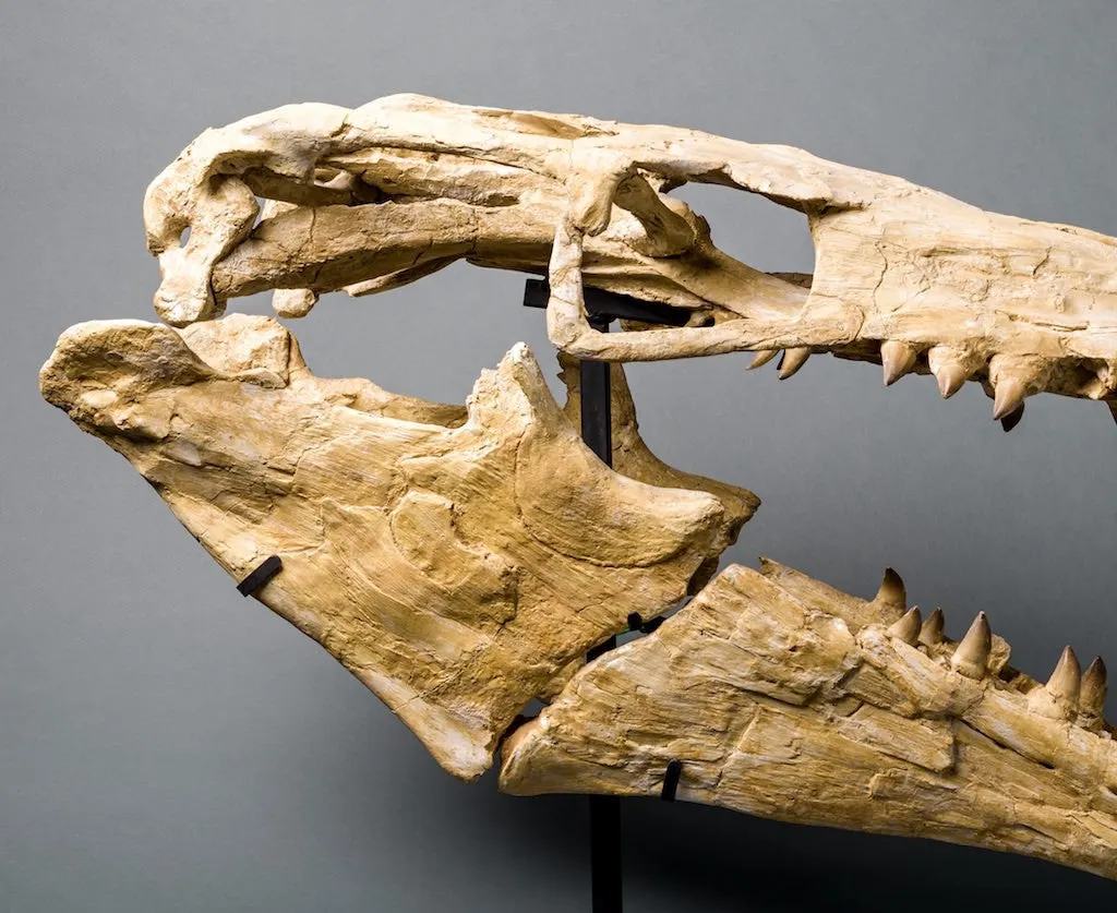 Mosasaur Skull, Oulad Abdoun Basin, Morocco