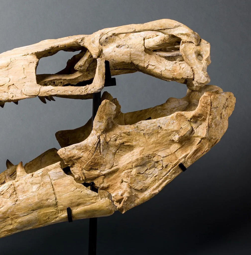 Mosasaur Skull, Oulad Abdoun Basin, Morocco