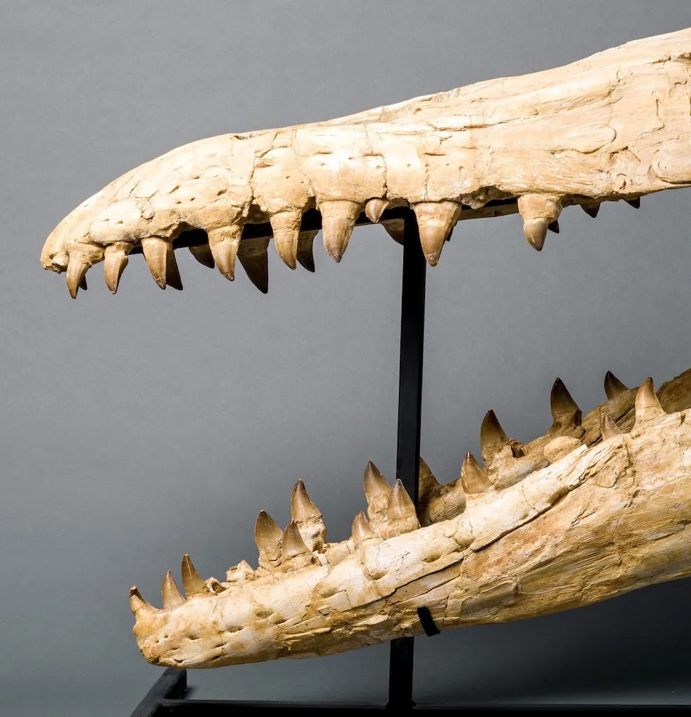 Mosasaur Skull, Oulad Abdoun Basin, Morocco